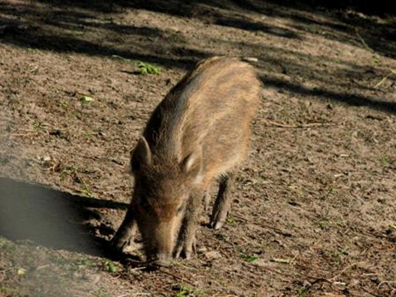 Narada łowiecka w Nadleśnictwie Kutno